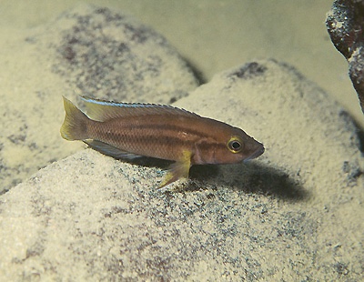 Neolamprologus bifasciatus 'Samazi'